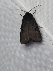 Euxoa velleripennis