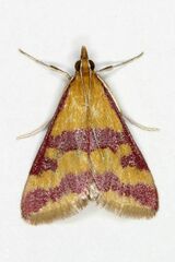 Pyrausta sanguinalis
