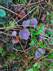 Mycena pura