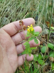 Trifolium aureum