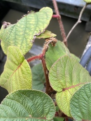 Actinidia
