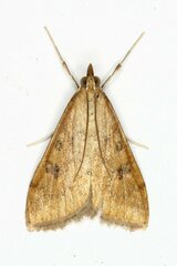 Udea ferrugalis