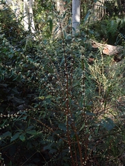 Pimelea axiflora axiflora