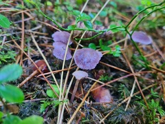Mycena pura