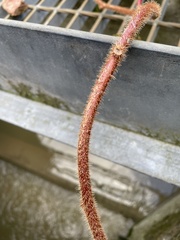 Actinidia
