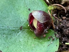 Corybas incurvus