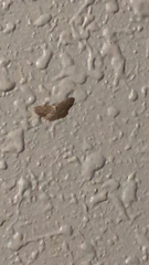 Idaea seriata