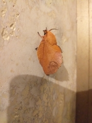 Gastropacha quercifolia