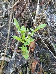 Rumex acetosella