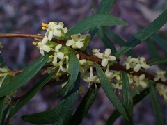 Pimelea axiflora axiflora