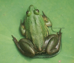 Euphlyctis hexadactyla