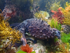 Macroctopus maorum