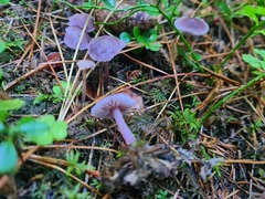 Mycena pura