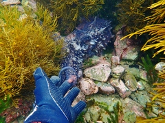 Macroctopus maorum