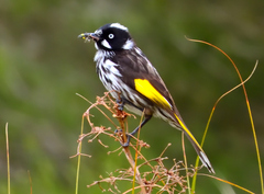 Phylidonyris novaehollandiae