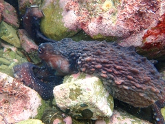 Macroctopus maorum