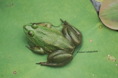 Euphlyctis hexadactyla