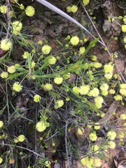 Acacia aculeatissima