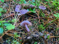 Mycena pura