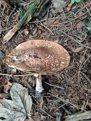Chlorophyllum rhacodes
