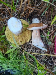Boletus edulis