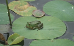 Euphlyctis hexadactyla