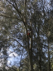 Platycercus eximius