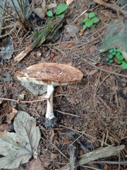 Chlorophyllum rhacodes