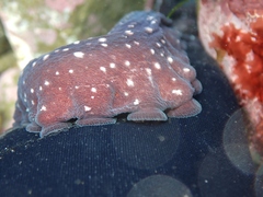 Macroctopus maorum