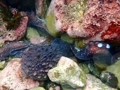 Macroctopus maorum