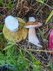 Boletus edulis