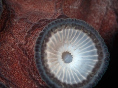 Macroctopus maorum