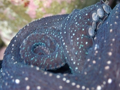 Macroctopus maorum