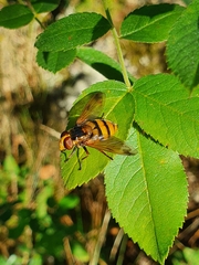 Volucella inanis