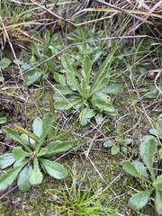 Goodenia pinnatifida