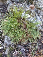 Asplenium septentrionale