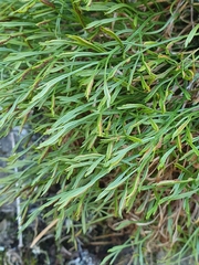 Asplenium septentrionale