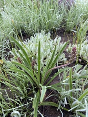 Plantago gaudichaudii