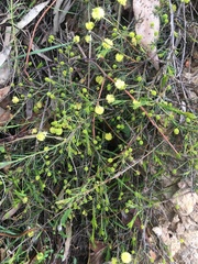 Acacia aculeatissima