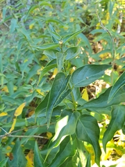 Vincetoxicum hirundinaria