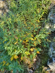 Vincetoxicum hirundinaria