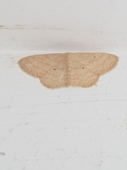 Scopula minorata
