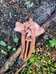 Laccaria bicolor