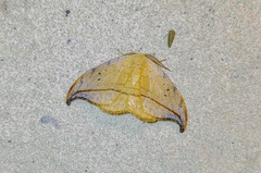 Drepana arcuata