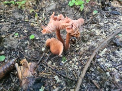 Laccaria bicolor