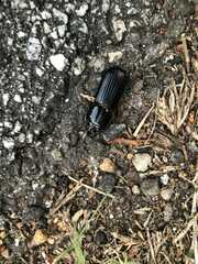 Odontotaenius disjunctus