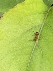 Formica pallidefulva
