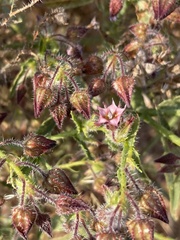 Trichodesma africanum