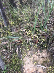 Acacia aculeatissima