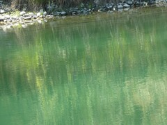 Micropterus salmoides